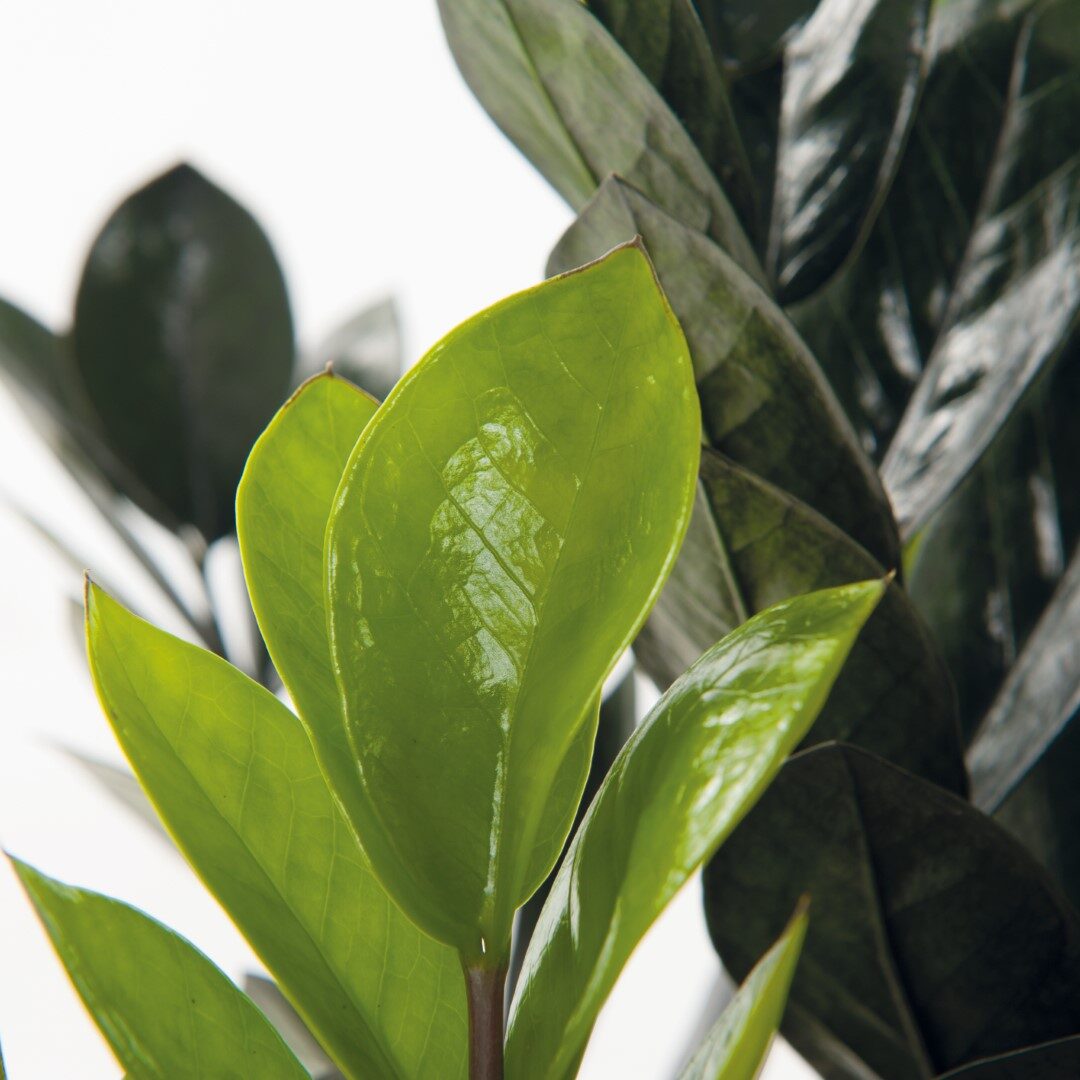 Deze afbeelding heeft een leeg alt-attribuut; de bestandsnaam is MTB_8445-Groot-edited.jpg